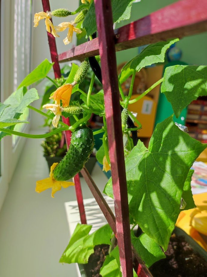 Огород на окошке порадовал первыми урожаями! 