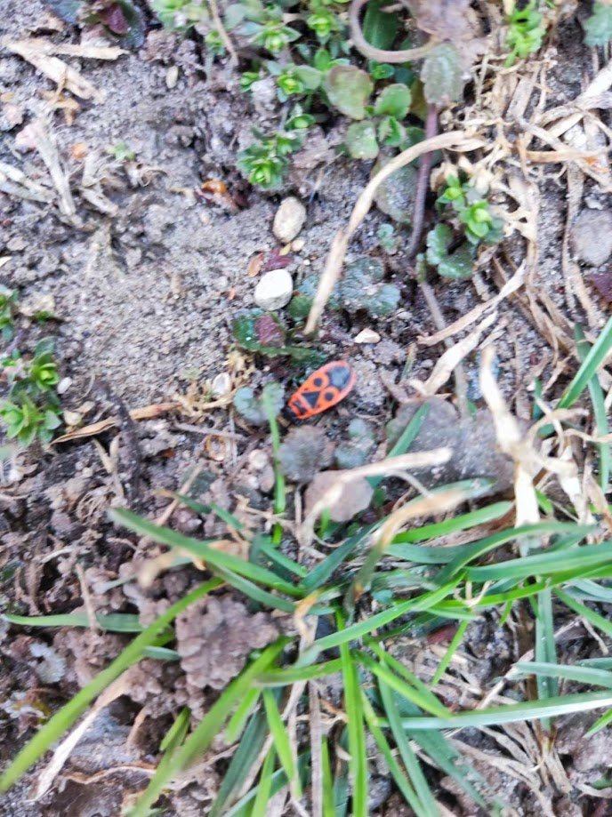 Удивительный мир природы. 