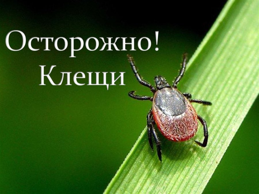 Профилактика клещевых инфекций.